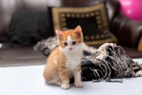 Gatinho vermelho bonito sentado na cama — Fotografia de Stock