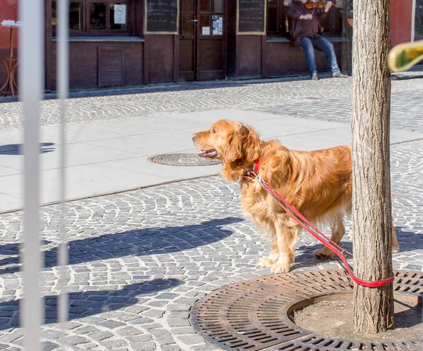 ゴールデン ・ レトリーバー犬、木に縛られ、その所有者、カフェの窓からの眺めを待って — ストック写真