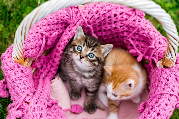 Bebé a rayas gatitos en cesta con bufanda de punto rosa en la hierba verde al aire libre. gris tabby gatito mira hacia arriba —  Fotos de Stock