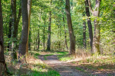Güneş ışığı yeşil orman yolundaki üzerinde