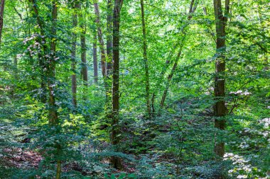 Orman çalılıkları Close-up. Yaprak döken orman