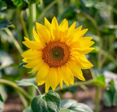 Parlak sarı ayçiçeği başı çiçek açmış. Büyük yapraklarla açan ayçiçeği.