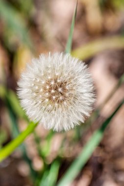 Karahindiba, taraxacum officinale, bulanık yeşil çimen arka planında tohum başı. Dikey fotoğraf.