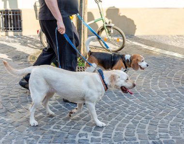 Sahibi Labrador Retriever ve Beagle köpeğini kaldırım kaldırımları boyunca gezdiriyor..