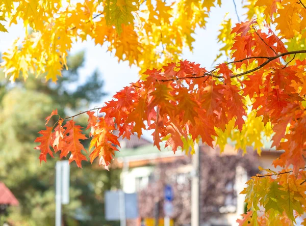 Ljusa Grenar Nordlig Röd Med Röda Orange Gula Och Gröna — Stockfoto