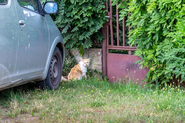 Portão Enferrujado Coberto Arbustos Carro Velho Gato Branco Vermelho Olhando — Fotografia de Stock