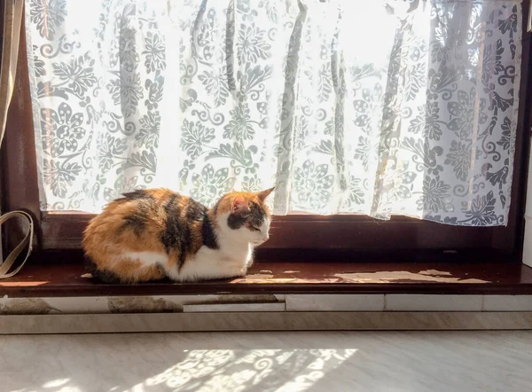 美丽的三色猫在旧剥皮漆窗上晒太阳 — 图库照片