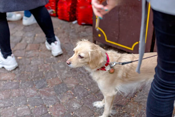 一条悲哀的米色狗 金毛猎犬 大眼睛盯着街上的人群 — 图库照片