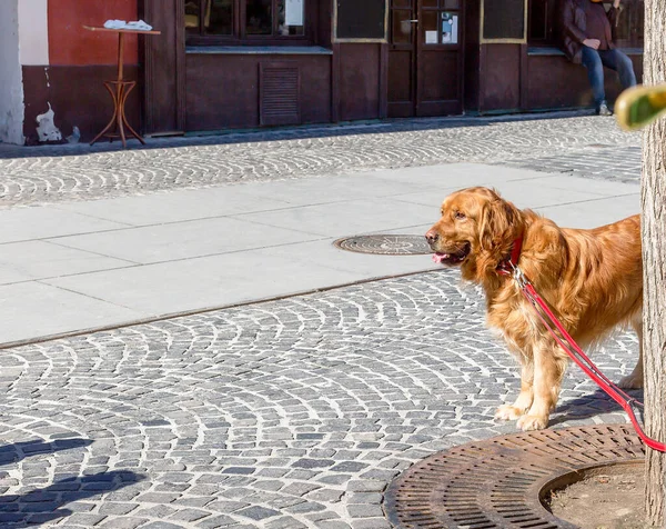 Golden Retriever köpeği sahibini arıyor ve bekliyor. Golden Retriever köpeği ağaca bağlanmış. Metin için boşluk