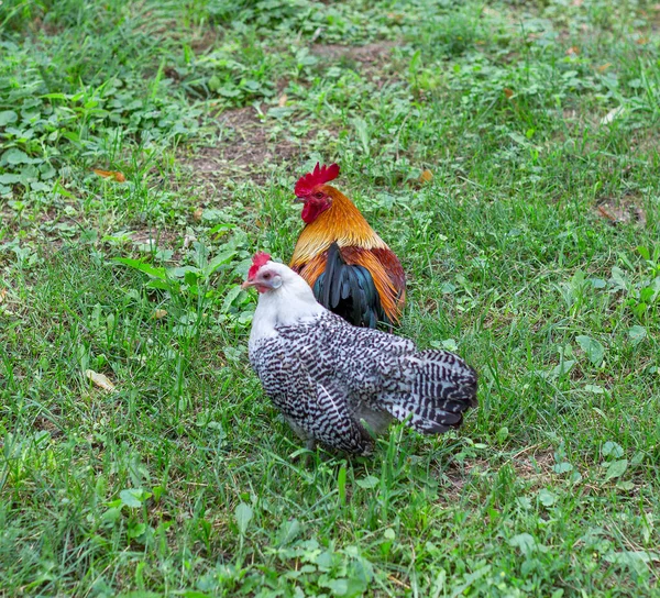 Hermoso Gallo Welsummer Pollo Egipcio Fayoumi Pastando Hierba Foco Superficial — Foto de Stock