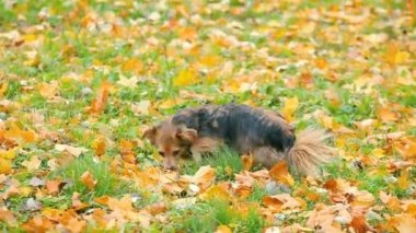Sonbaharın derinlemesine sonbahar renkleri çimenlikte oynayan sevimli köpek