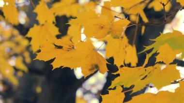 Renkli sonbahar akçaağaç ağaç Park sonbaharda yaprakları