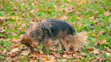 dostu köpeğin üstüne düşmüş mellow sonbahar çimleri bırakır