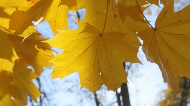 Suave calor de otoño las luces del sol brilla a través de hojas de arce amarillo del verano indio — Vídeo de stock