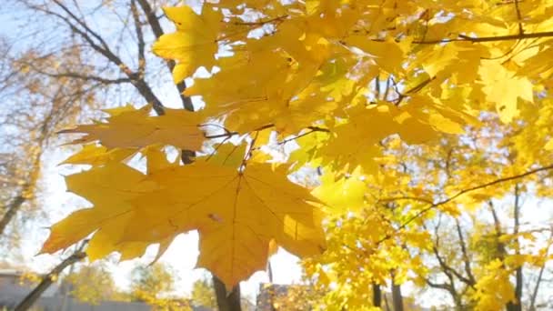 Herfst tinten en warme zon schijnt in de camera via de heldere kleuren van de nazomer bladeren geel — Stockvideo