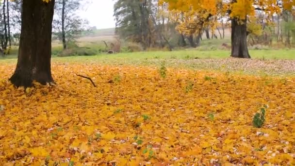 Fabelhafte Dekoration des sanften Herbstes, die magische Wiese im Gold der herbstlichen Farben — Stockvideo