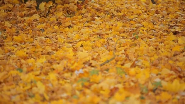Золотая листва могучего одинокого дерева, раскинувшегося на лужайке в последние осенние цвета индийского лета — стоковое видео