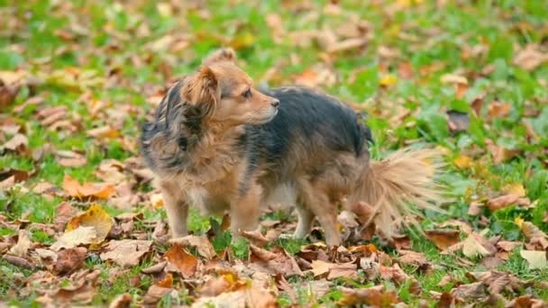Grappige hond kijkt naar de camera en vangt insecten met zijn tanden in de diepte van mellow herfst of in de nazomer — Stockvideo