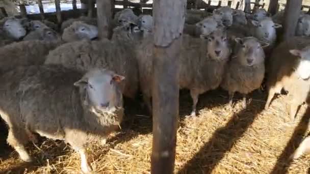 Zdrowe jagnie ekologiczne w gospodarstwie patrzeć w obiektyw aparatu-ekologicznie zrównoważone środki hodowli — Wideo stockowe