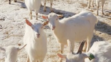 Organik Grassfed Keçi - çevre dostu et çiftliğinde genç çocukların bir sürü