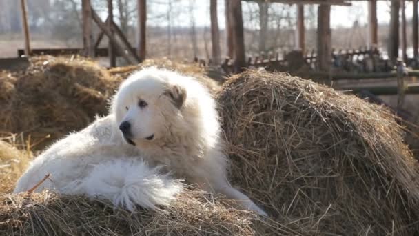 Köyde saman üzerinde köpek - bir samanlıkta büyük kabarık köpek tembel esneme ve yudumlama olduğunu — Stok video