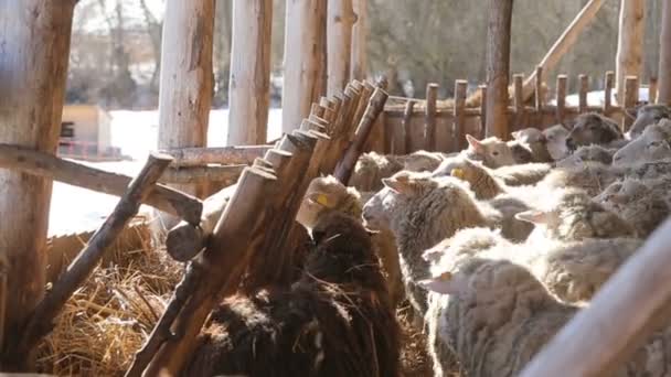 Flock av sheeps och lamm på gräs baserat jordbruk system — Stockvideo