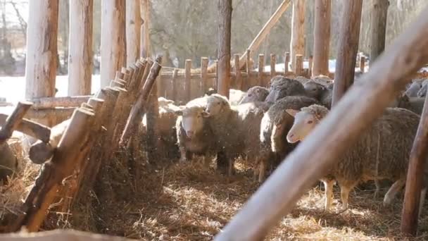 高品質の新鮮な干し草-羊のための健康的な栄養-成功した農家への鍵-朝の日差しの中で有機的で自然な長期的な養殖羊と子羊 — ストック動画