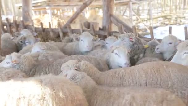 High-quality sheep and lamb organic meat products — Stock Video