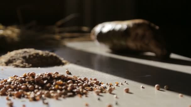 Aliments naturels sains à grains entiers pour l'élevage de viande — Video