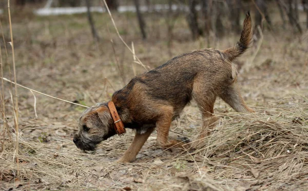 Vadászat Kutya Fiatal Határ Terrier Awtomn Erdő — Stock Fotó