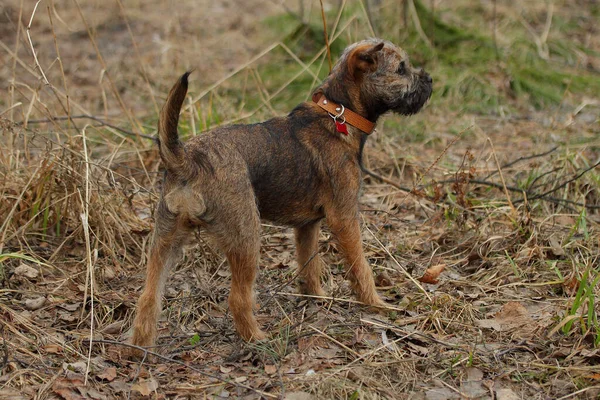 Vadászat Kutya Fiatal Határ Terrier Awtomn Erdő — Stock Fotó