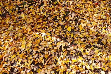 red yellow autumn trees