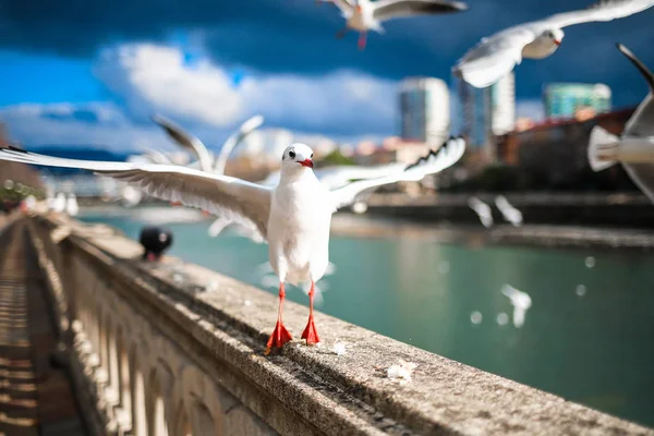 Seagulls Eat Flight River — Stock Fotó