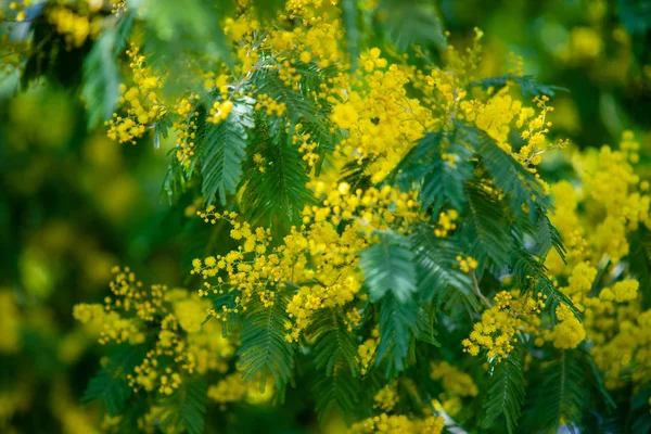 Sárga Mimosa Tavaszi Makró — Stock Fotó