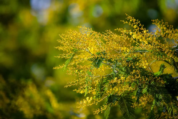 Sárga Mimosa Tavaszi Makró — Stock Fotó