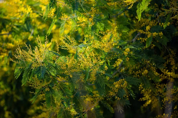 Sárga Mimosa Tavaszi Makró — Stock Fotó