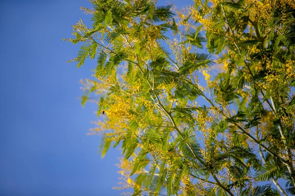 Sárga Mimosa Tavaszi Makró — Stock Fotó