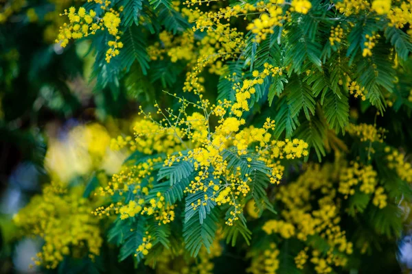 Sárga Mimosa Tavaszi Makró — Stock Fotó