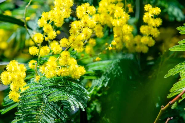 Macro Primavera Mimosa Gialla — Foto Stock