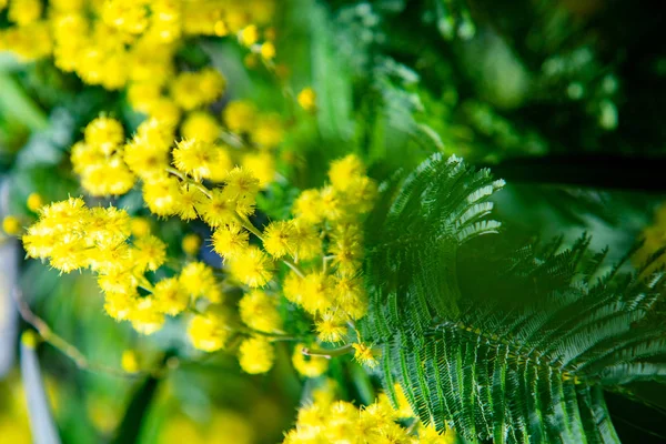 Macro Primavera Mimosa Gialla — Foto Stock