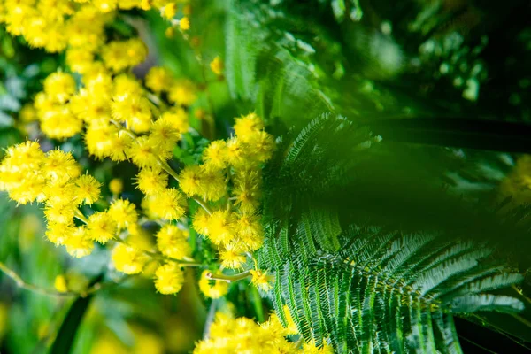 Sarı Mimoza Bahar Makro — Stok fotoğraf