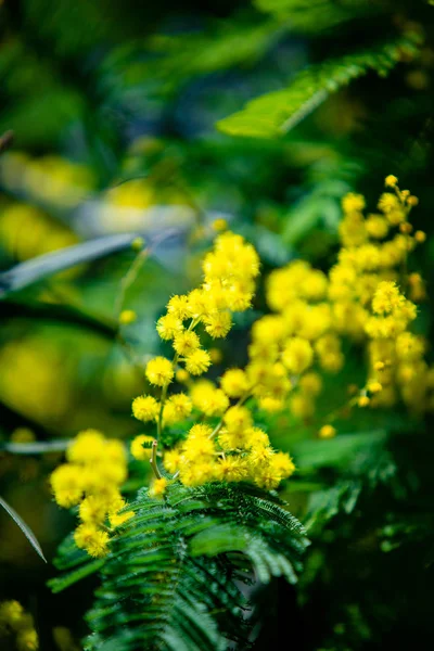 Sárga Mimosa Tavaszi Makró — Stock Fotó