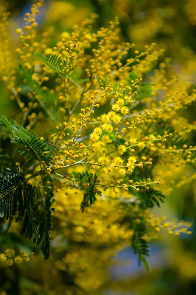 Yellow Mimosa Spring Macro — Stock Photo, Image