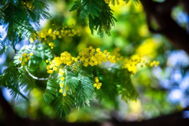 Sarı Mimoza bahar makro