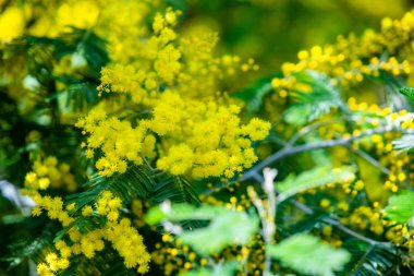 Sarı Mimoza bahar makro