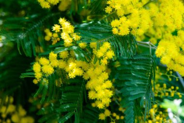 Sarı Mimoza bahar makro