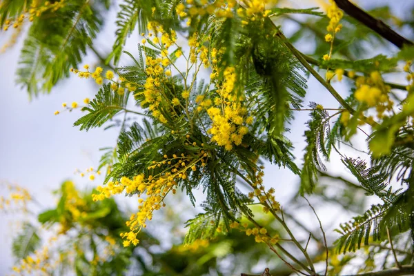 Galben Mimosa Primăvară Macro — Fotografie, imagine de stoc