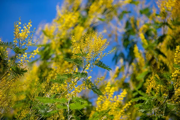 Macro Primavera Mimosa Gialla — Foto Stock