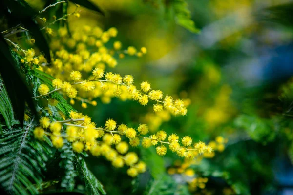 Mimosa Amarillo Primavera Macro —  Fotos de Stock