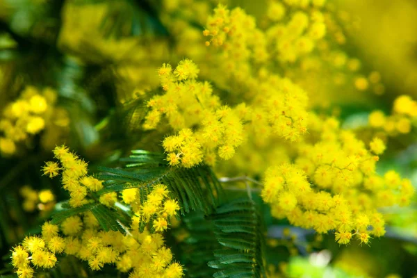 Mimosa Amarillo Primavera Macro — Foto de Stock